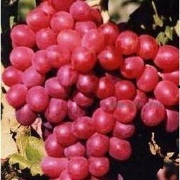 提子事件谁爆料的啊最新,揭秘爆料者身份与动机